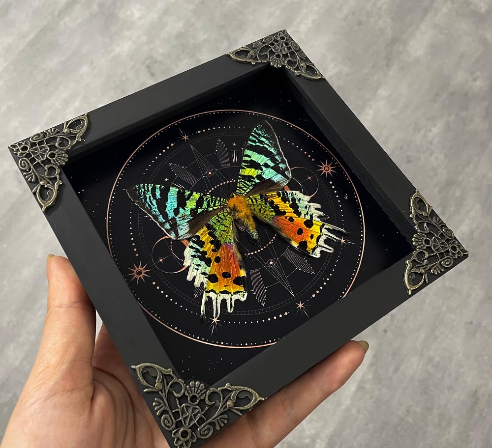 Real Sunset Moth Butterfly Taxidermy Victorian Witchy Insect Frame Dried Bug Shadow Box Specimen Room Display Gift Wall Hanging